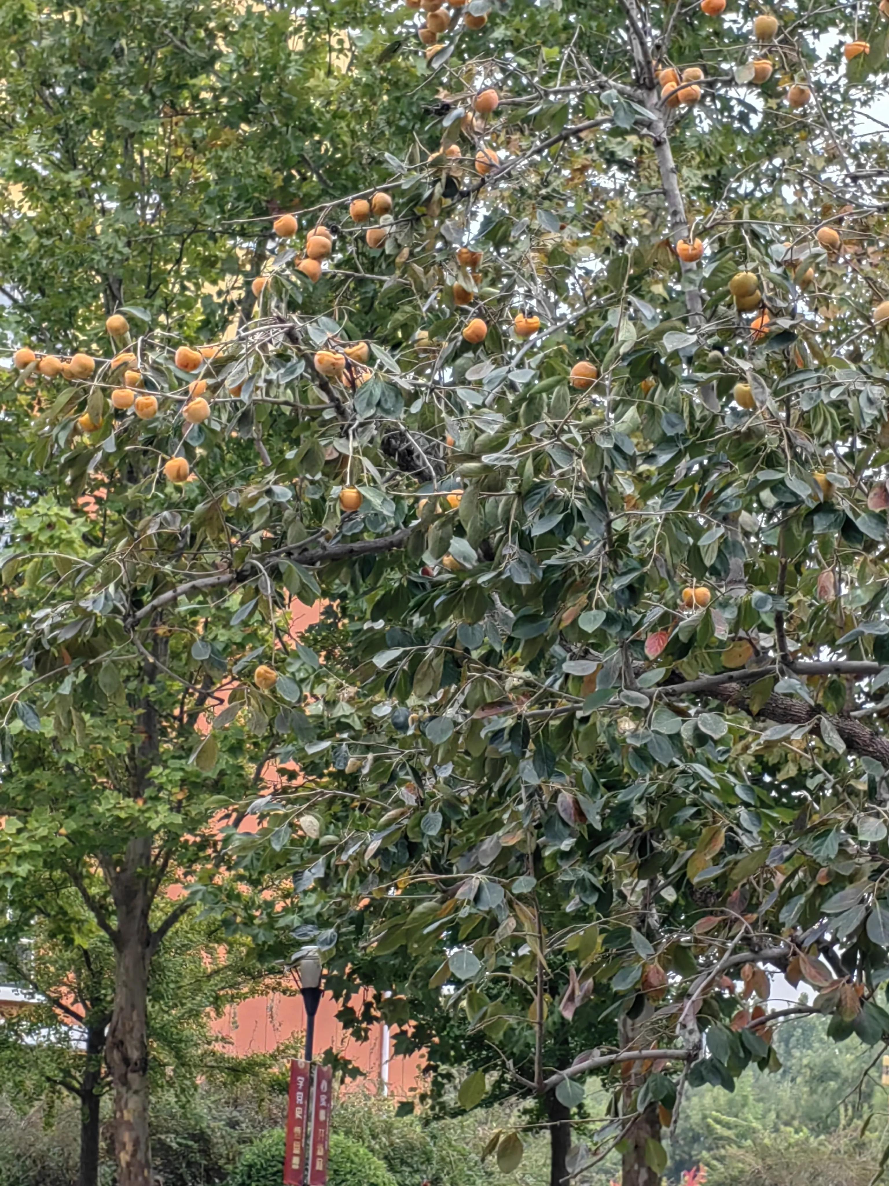 沧州，向各位听众朋友们问好！